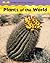 Plants of the World (Understanding Plants)