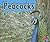 Peacocks (Pebble Plus)