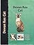 Devon Rex Cat