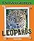 Leopards (Endangered!)