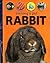 Owning a Pet Rabbit