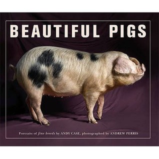 Beautiful Pigs /anglais (Paperback)