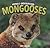 Mongooses (Animals Underground)