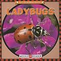 Ladybugs