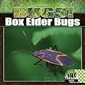 Box Elder Bugs