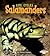 Salamanders (First Step Nonfiction: Animal Life Cycles)