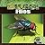 Flies
