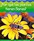 Por Que las Plantas Tienen Flores?