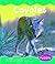 Coyotes (Pebble Books)