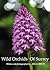 Wild Orchids of Surrey