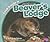 Look Inside a Beaver's Lodge (Pebble Plus)