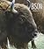 Bison by Melissa Gish