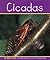 Cicadas (Insects)