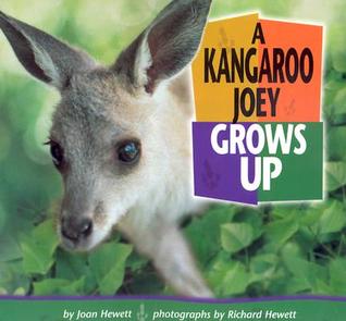 A Kangaroo Joey Grows Up (Baby Animals)