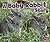 Baby Rabbit Story (pebble Plus: Baby Animals)