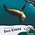 Swimming With Sea Lions (Flippers and Fins)