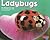 Ladybugs (Bugs, Bugs, Bugs!)