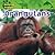 Orangutans (Amazing Animals)