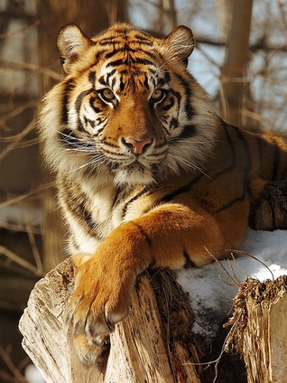 Critical Mass: Some Of The MOST Endangered Animals On The Planet