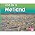 Life in a Wetland