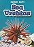 Sea Urchins