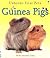 Guinea Pigs (First Pets)