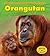 Orangutan (Heinemann Read and Learn: A Day in the Life: Rain Forest Animals)