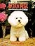 The Bichon Frise Today
