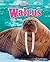 Walrus: Tusk, Tusk