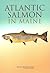 Atlantic Salmon in Maine