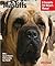 Mastiffs by Kim Campbell Thornton Mastiffs by Kim Campbell Thornton
