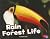 Rain Forest Life (Pebble Plus: Habitats Around the World)