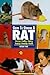 The Guide to Owning a Rat