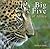 Big Five of Africa