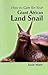 How to Care for Your Giant African Land Snail by Lucie Mann