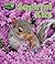 Squirrel Kits