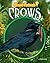 Crows