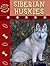 Siberian Huskies