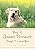 What My Golden Retriever Taught Me about God