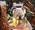 Koala (Welcome Books)
