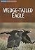 Wedge-tailed Eagle (Austral...