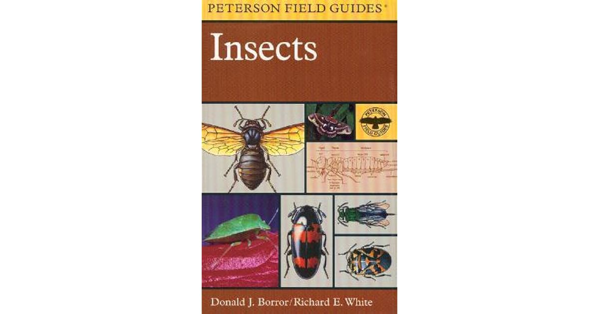 A Peterson Field Guide to Insects America North of Mexico by Donald J