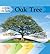 Oak Tree (Looking at Life Cycles)
