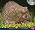 Hedgehogs (Pebble Plus: Noc...
