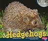 Hedgehogs by Mary R. Dunn