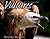 Vultures (Animal Scavengers)