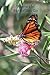 Where the Butterflies Go