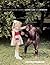 The Photographed Animal: Us...