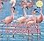 Flamingos / Flamencos (Safari Animals / Animales De Safari) (English and Spanish Edition)