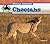 Cheetahs (African Animals)